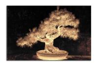 Tree bonsai
